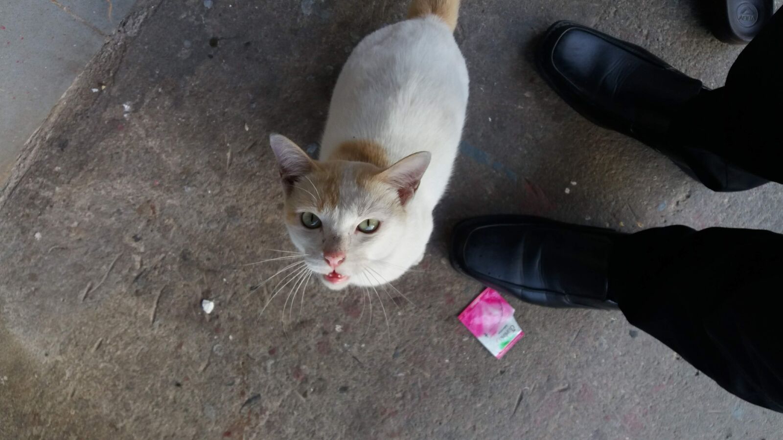 Samsung Galaxy J5 sample photo. Cat, animals, the cat photography