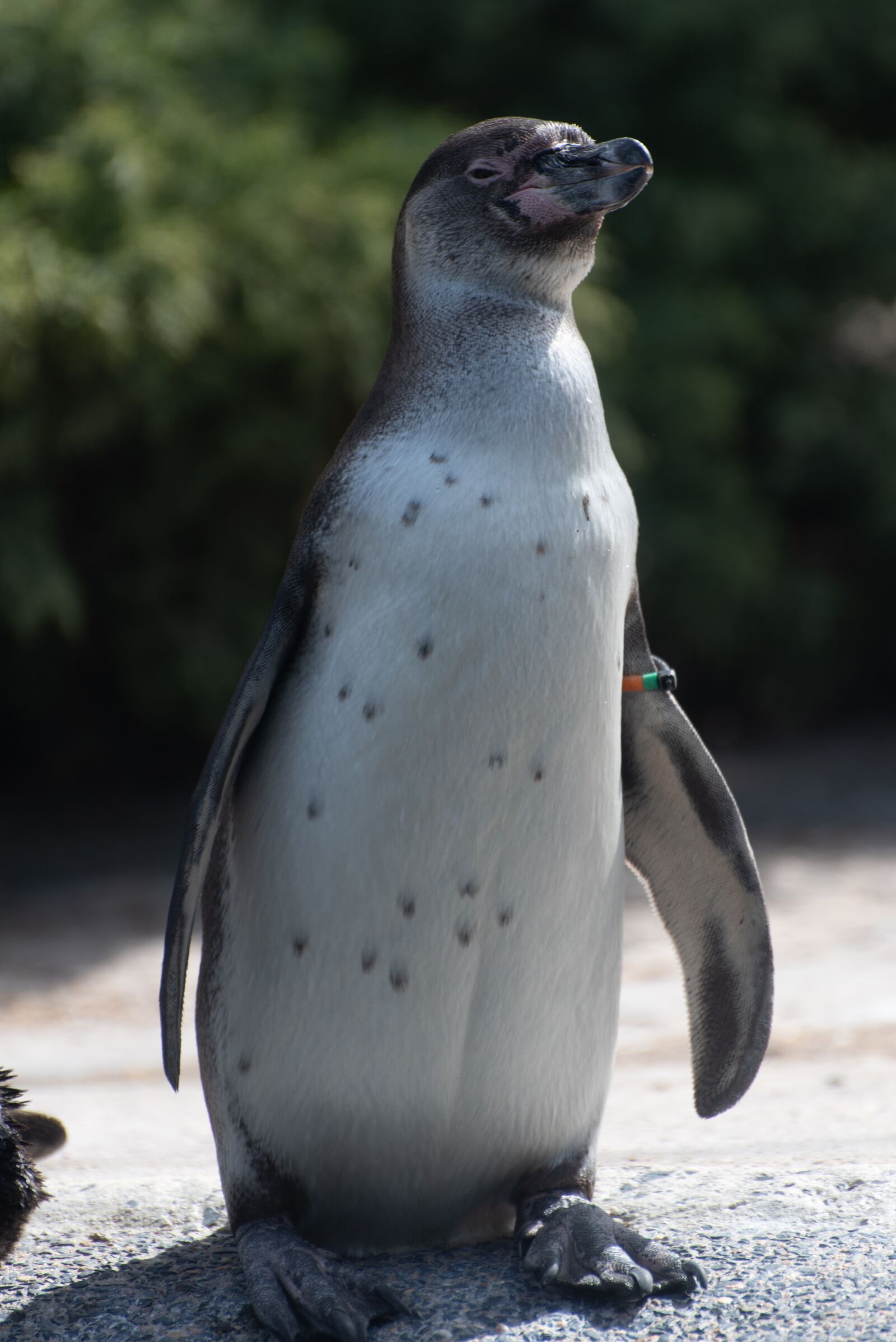 Nikon D750 sample photo. Penguin, zoo, luxembourg photography