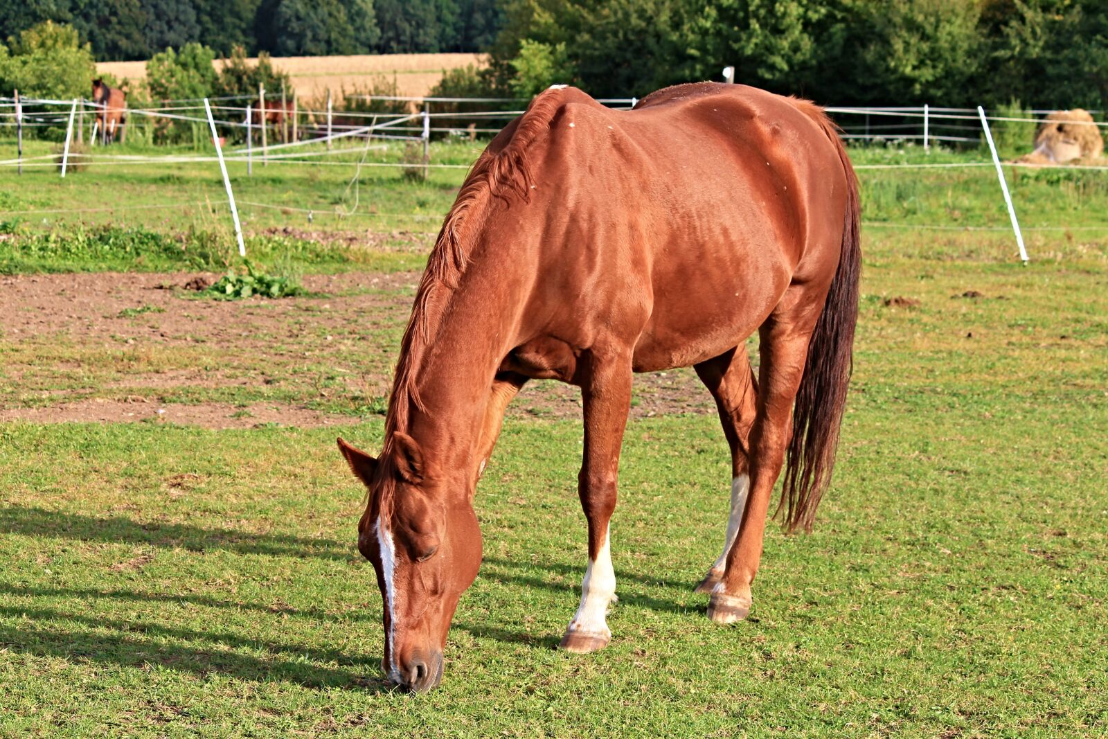 Canon EOS 1100D (EOS Rebel T3 / EOS Kiss X50) sample photo. Horse, paddock, coupling photography