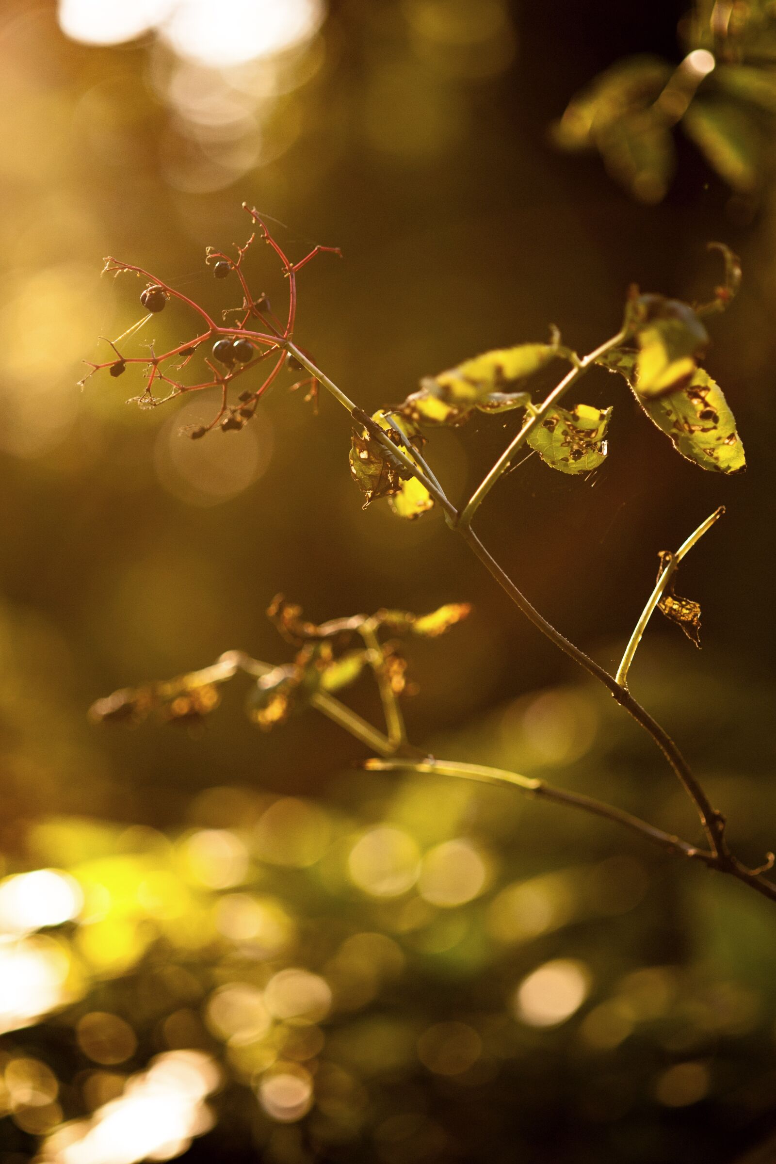 Nikon D700 sample photo. Sun, autumn, leaves photography