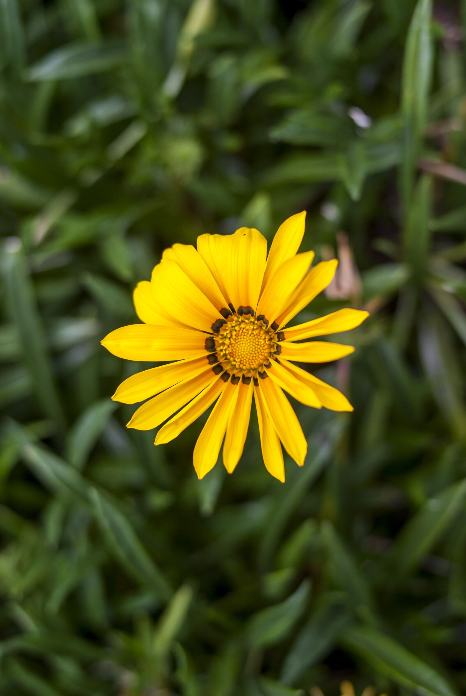 Nikon D60 sample photo. Nature, plant, summer photography