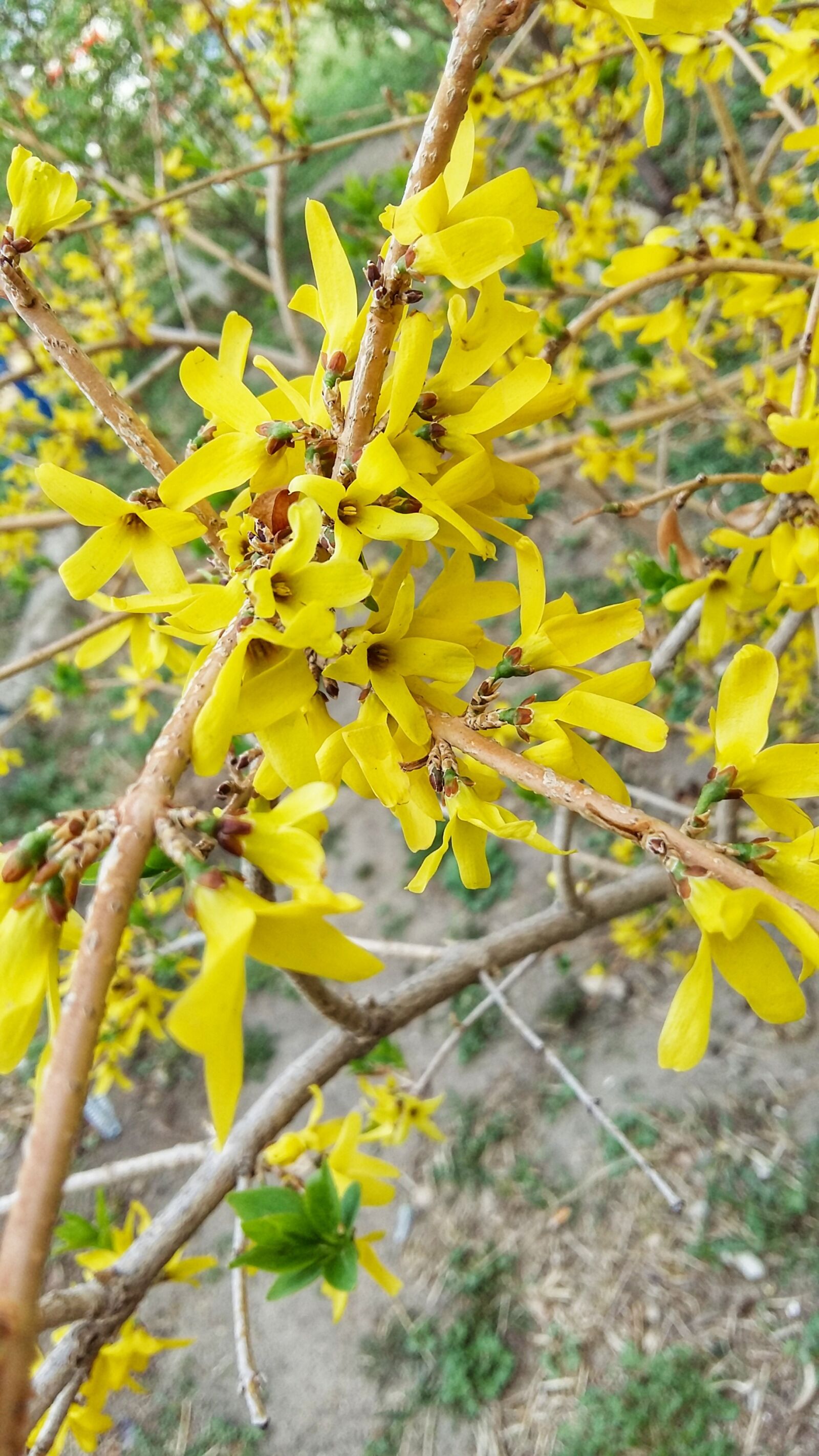 Samsung Galaxy A5 sample photo. Spring, bloom, yellow photography