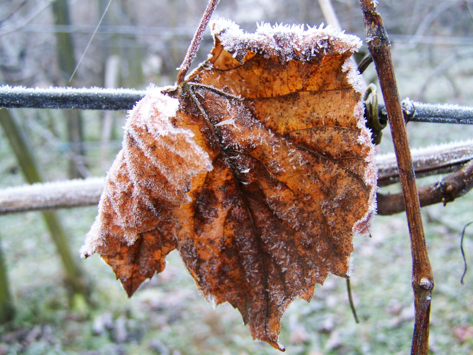 Kodak EASYSHARE ZD710 ZOOM DIGITAL CAMERA sample photo. Hoary vine leaves, rime photography