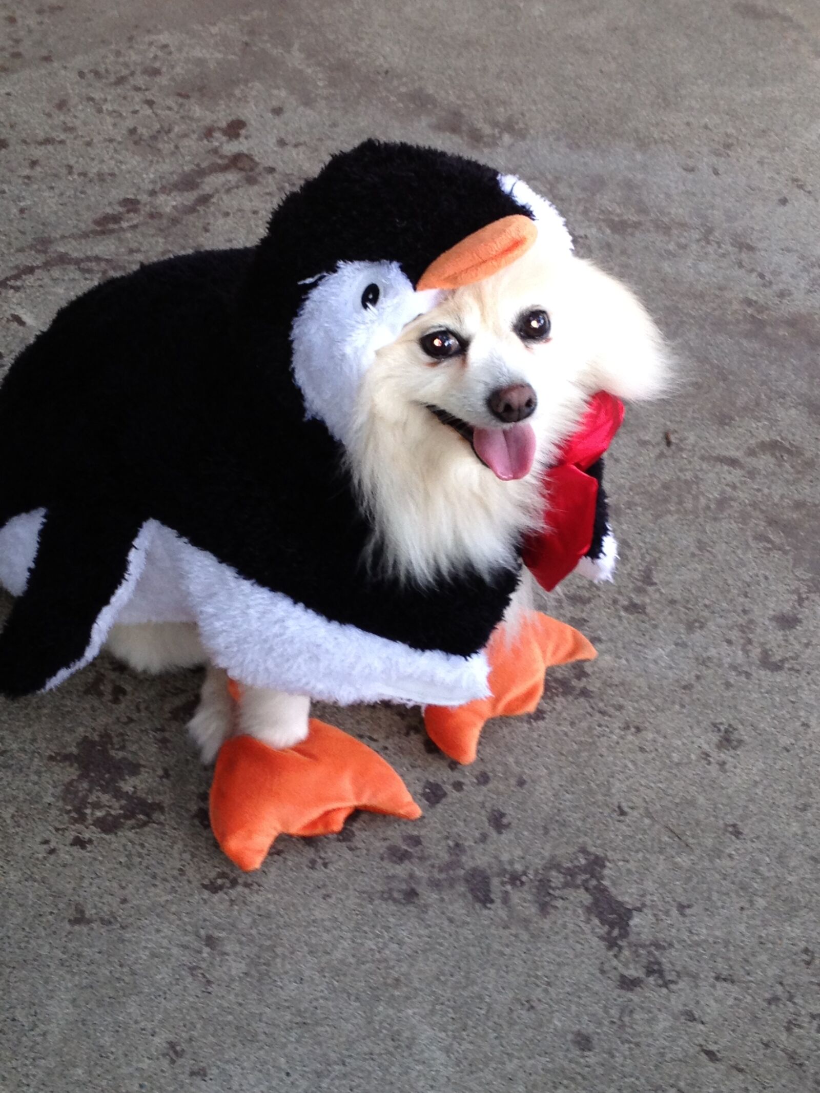 Apple iPhone 4S sample photo. Penguin, costume, dogtags separated photography