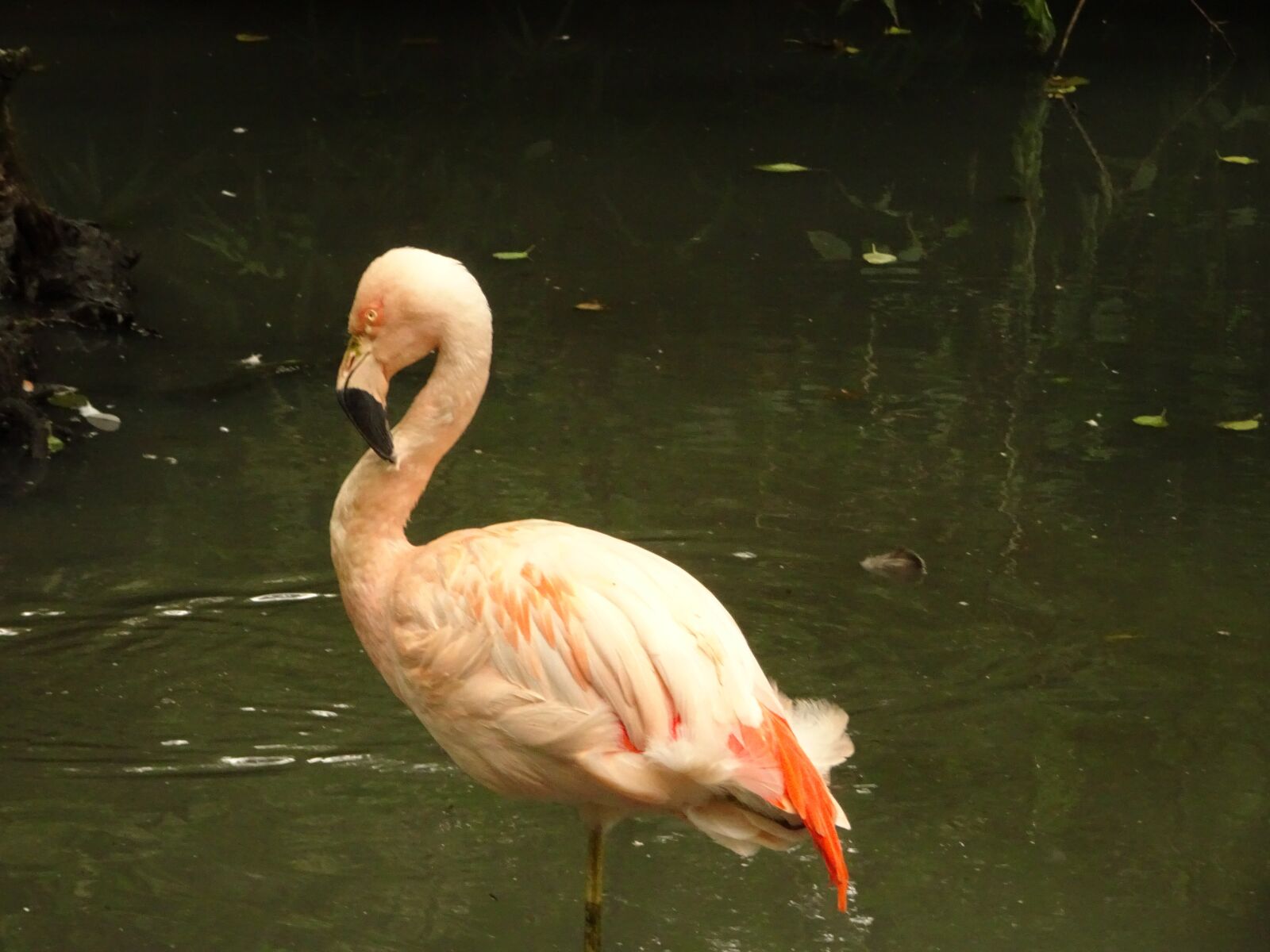 Sony DSC-HX90 sample photo. Flamingo, bird, rose photography