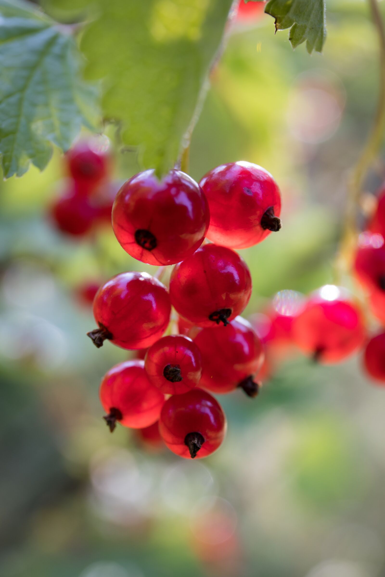 Canon EOS 6D Mark II + Canon EF 24-70mm F4L IS USM sample photo. Berries, summer, garden photography