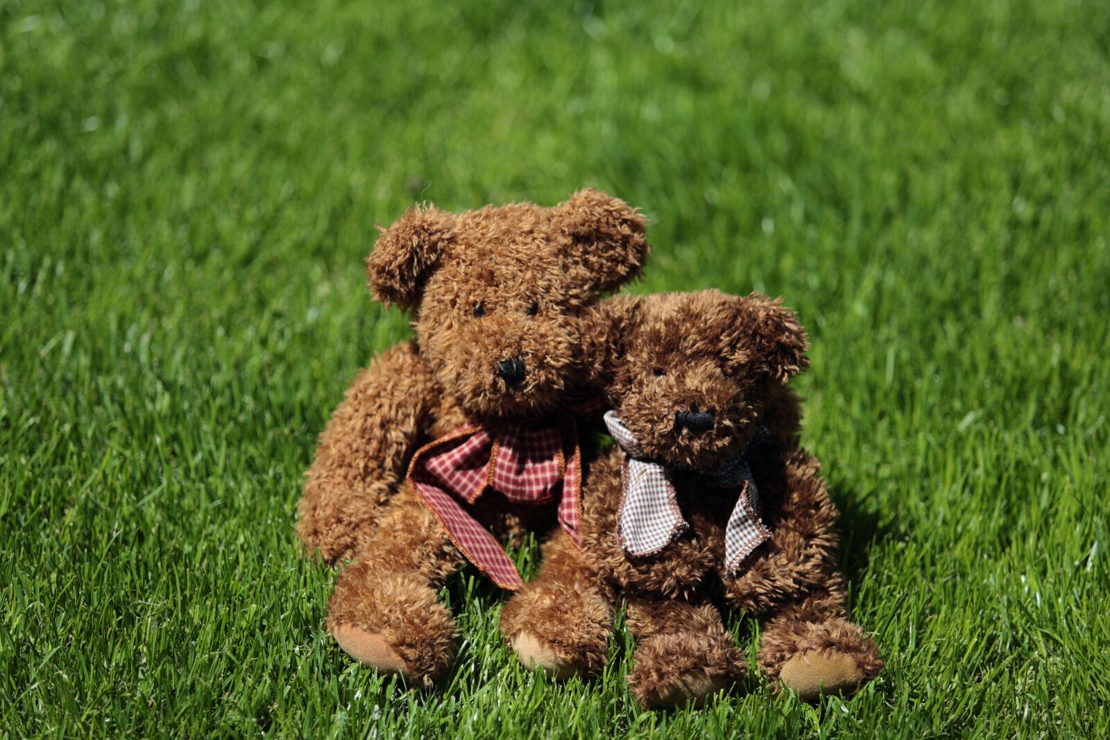 Canon EF 70-200mm F2.8L USM sample photo. Teddy, plush, bears photography