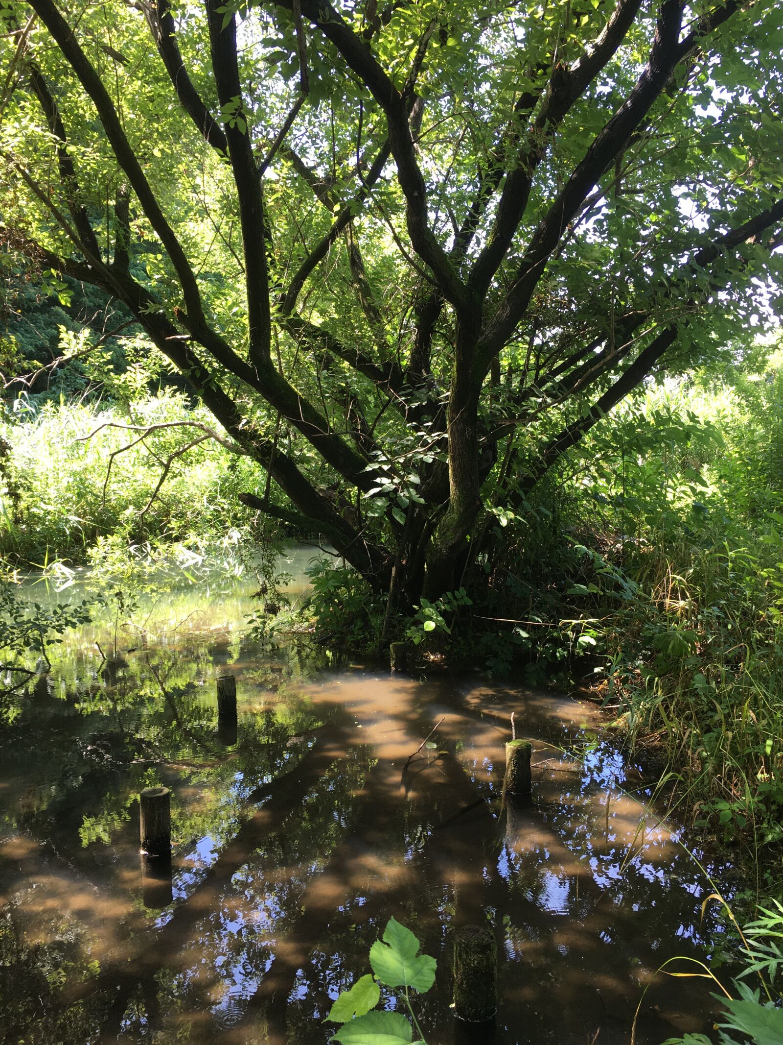 iPhone 6s back camera 4.15mm f/2.2 sample photo. Pond, marsh, satoyama photography