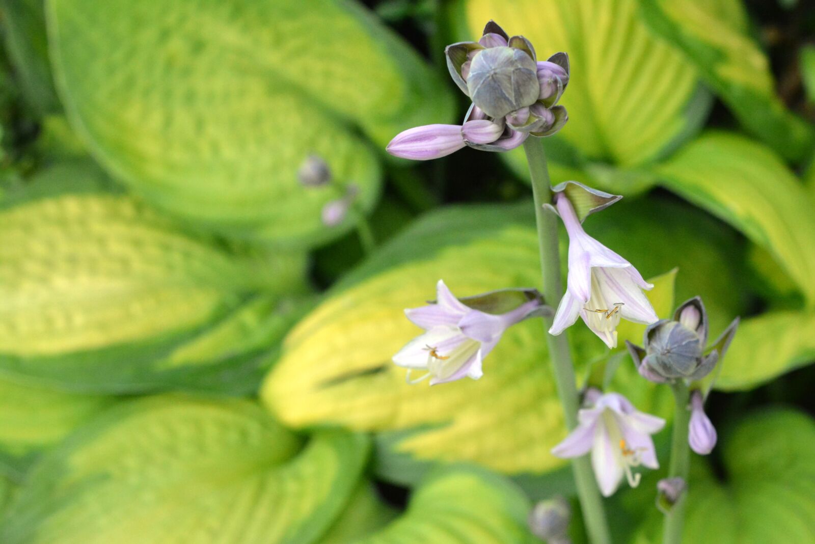 Nikon D5200 sample photo. Hosta leaf, host, studio photography