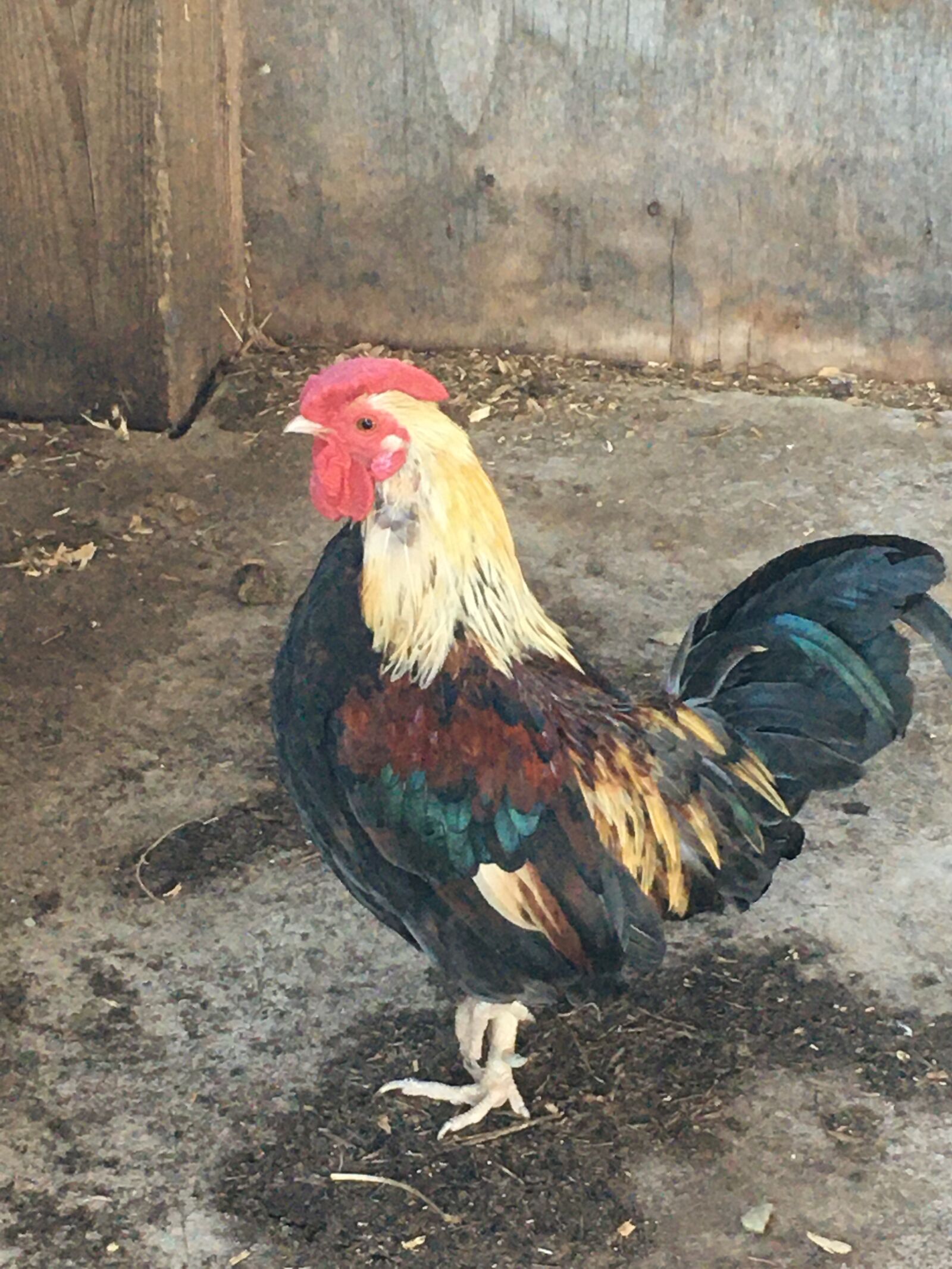 Apple iPhone 6s sample photo. Rooster, country, farm photography
