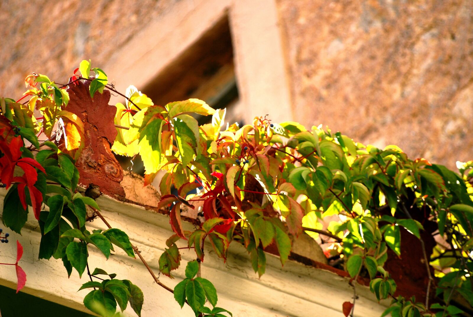Nikon D60 sample photo. Old, house, green photography
