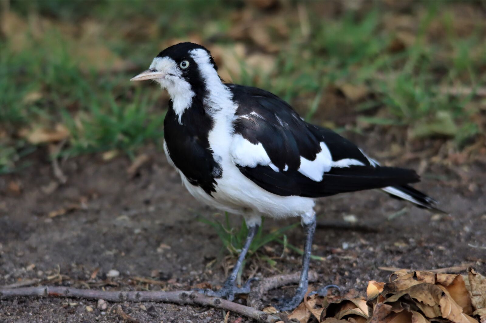 Canon EOS 90D sample photo. Black and white, magpie photography