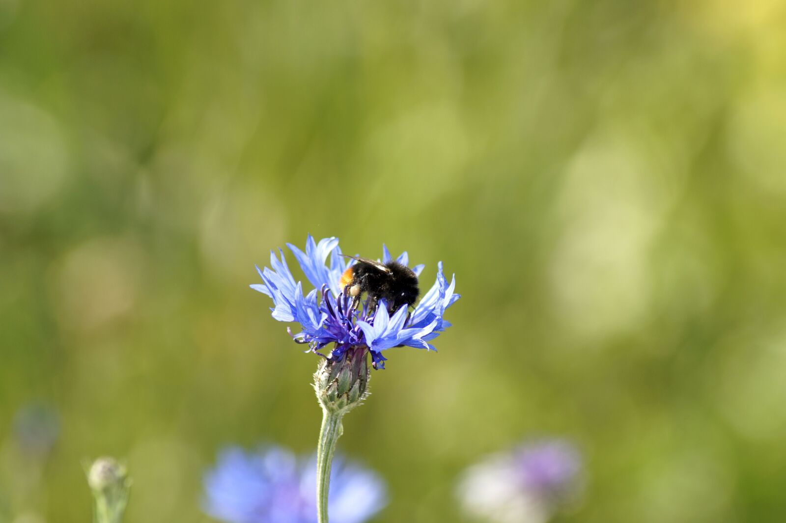 Sony SLT-A58 sample photo. Cornflower, hummel, flower photography