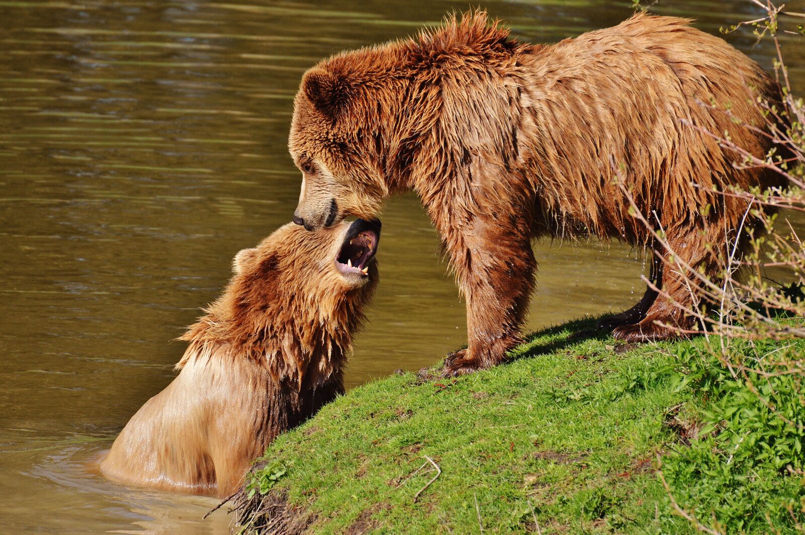 Nikon D3200 sample photo. Bear, wildpark poing, play photography
