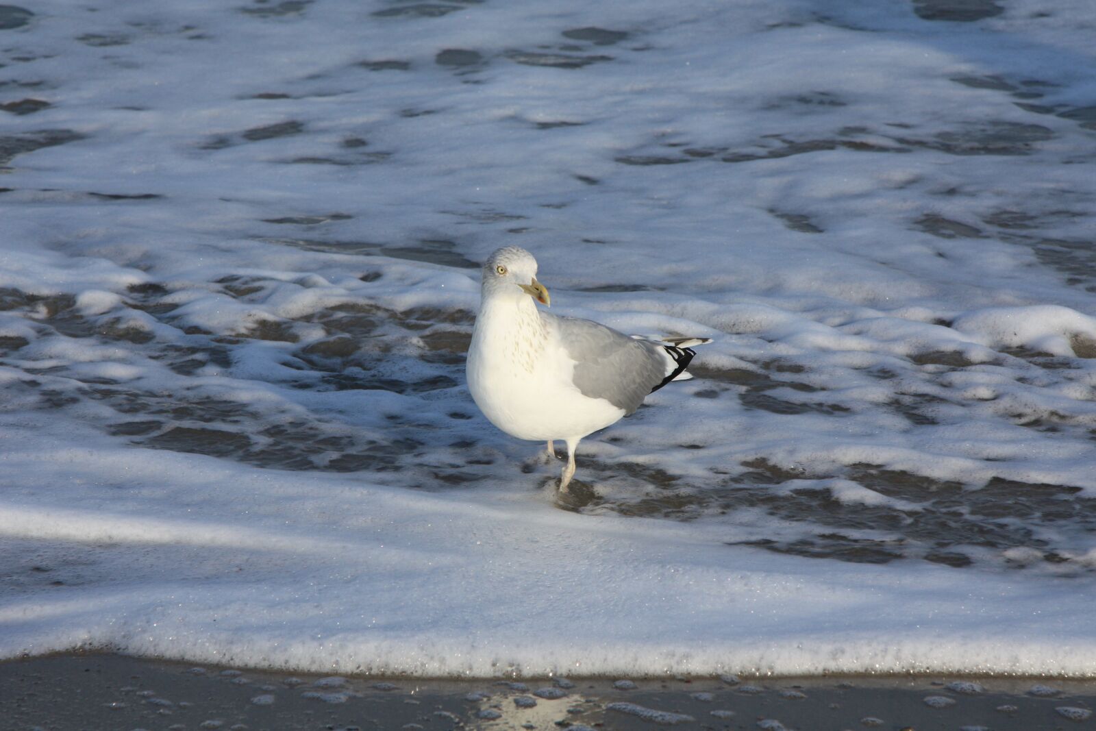 Canon EOS 450D (EOS Rebel XSi / EOS Kiss X2) sample photo. Animals, gull, bird photography
