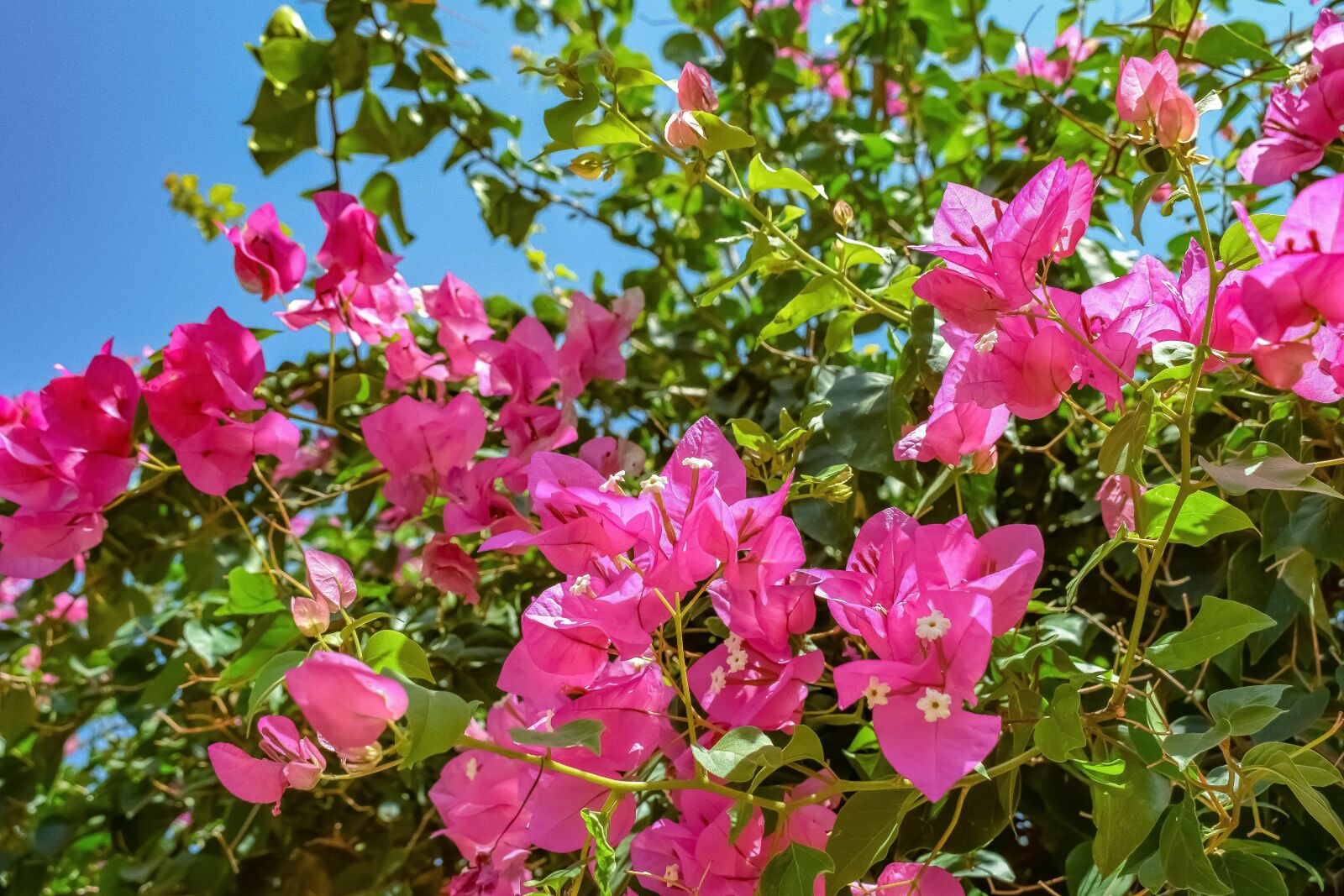 Nikon D3300 sample photo. Flowers, pink, nature photography