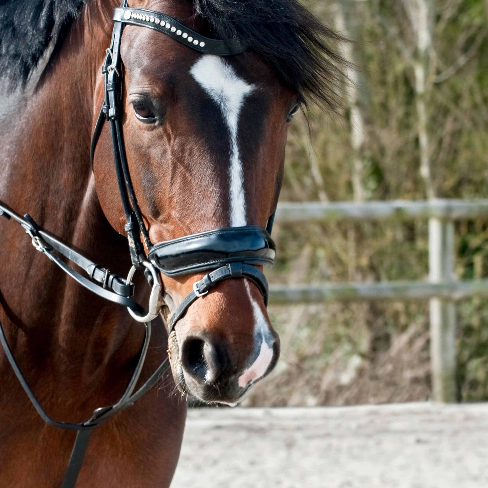 Nikon D300 sample photo. Brown, horse, stallion, animal photography