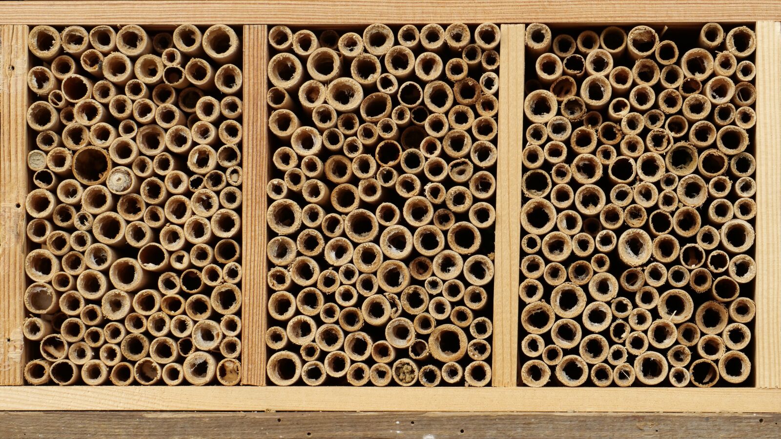 Panasonic Lumix DC-G9 sample photo. Insect hotel, reed, wild photography