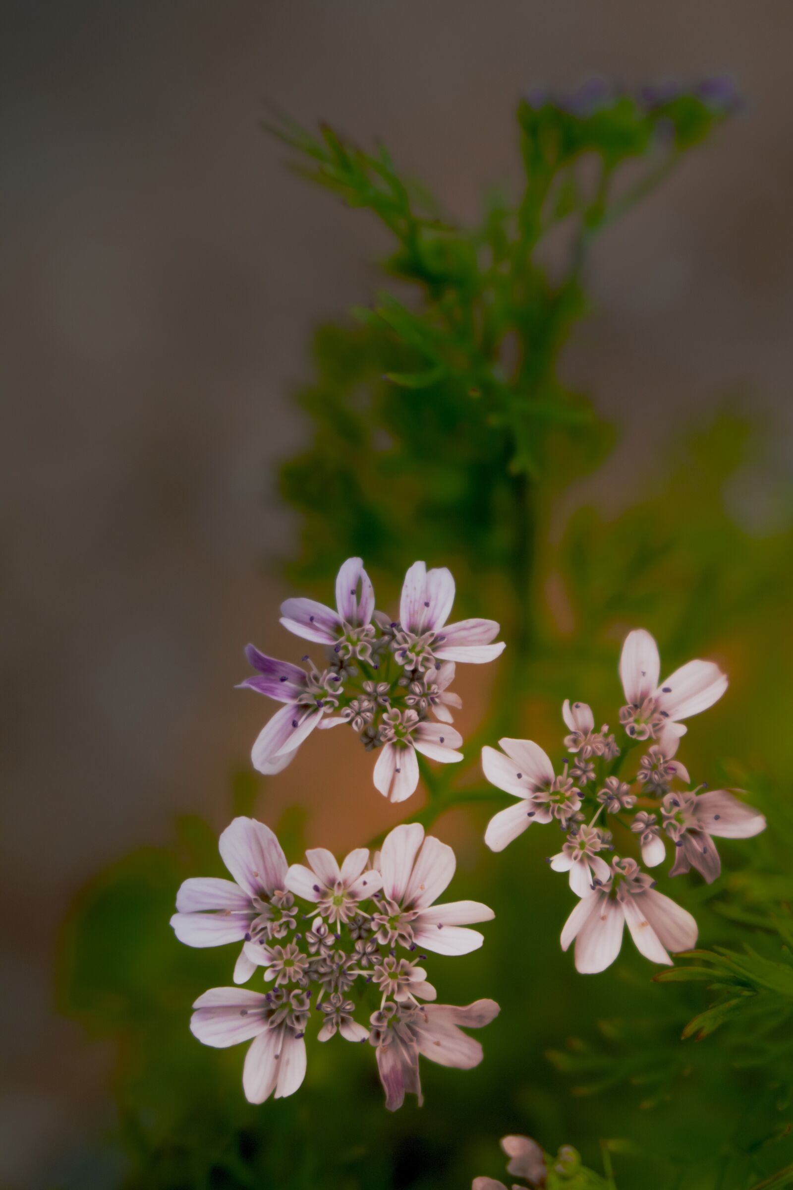 Canon EOS 750D (EOS Rebel T6i / EOS Kiss X8i) sample photo. Flower, corriender leaf, beautiful photography