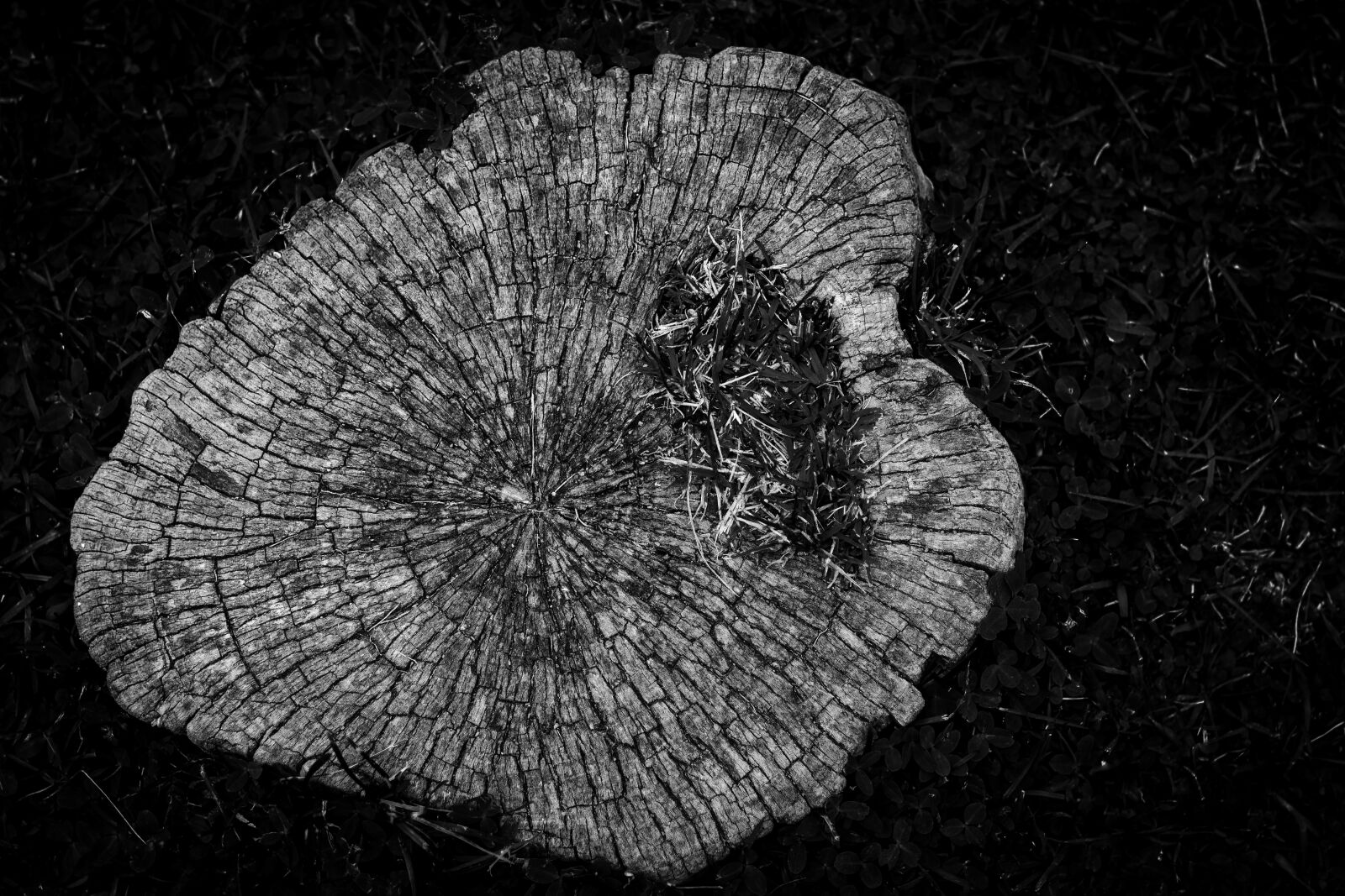 Canon EOS 700D (EOS Rebel T5i / EOS Kiss X7i) + Canon EF 50mm F1.8 II sample photo. Billet, tree, detail photography