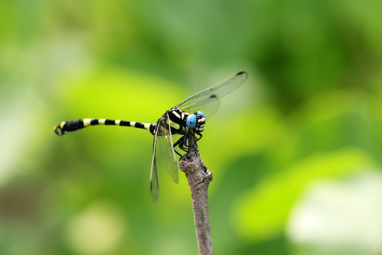 Canon EF 70-200mm F2.8L USM sample photo. Dragonfly, summer, insects photography