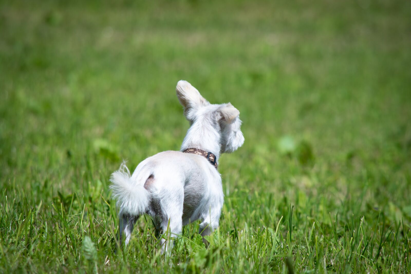 Nikon D7100 sample photo. Dog, white, meadow photography
