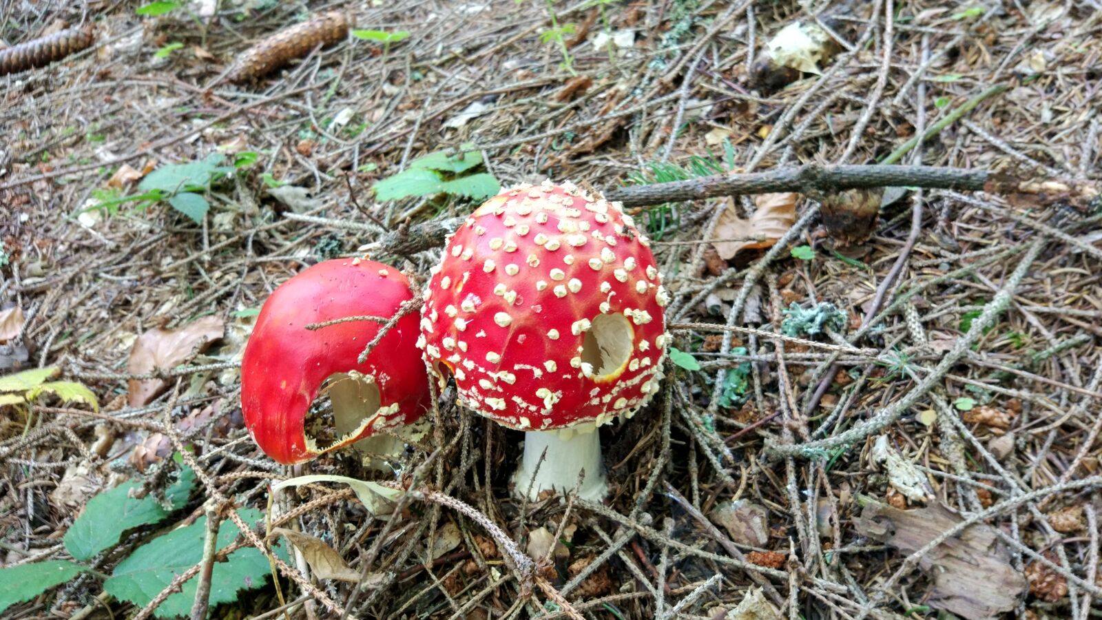 Xiaomi MI 5 sample photo. Mountains, mushrooms, tourism photography