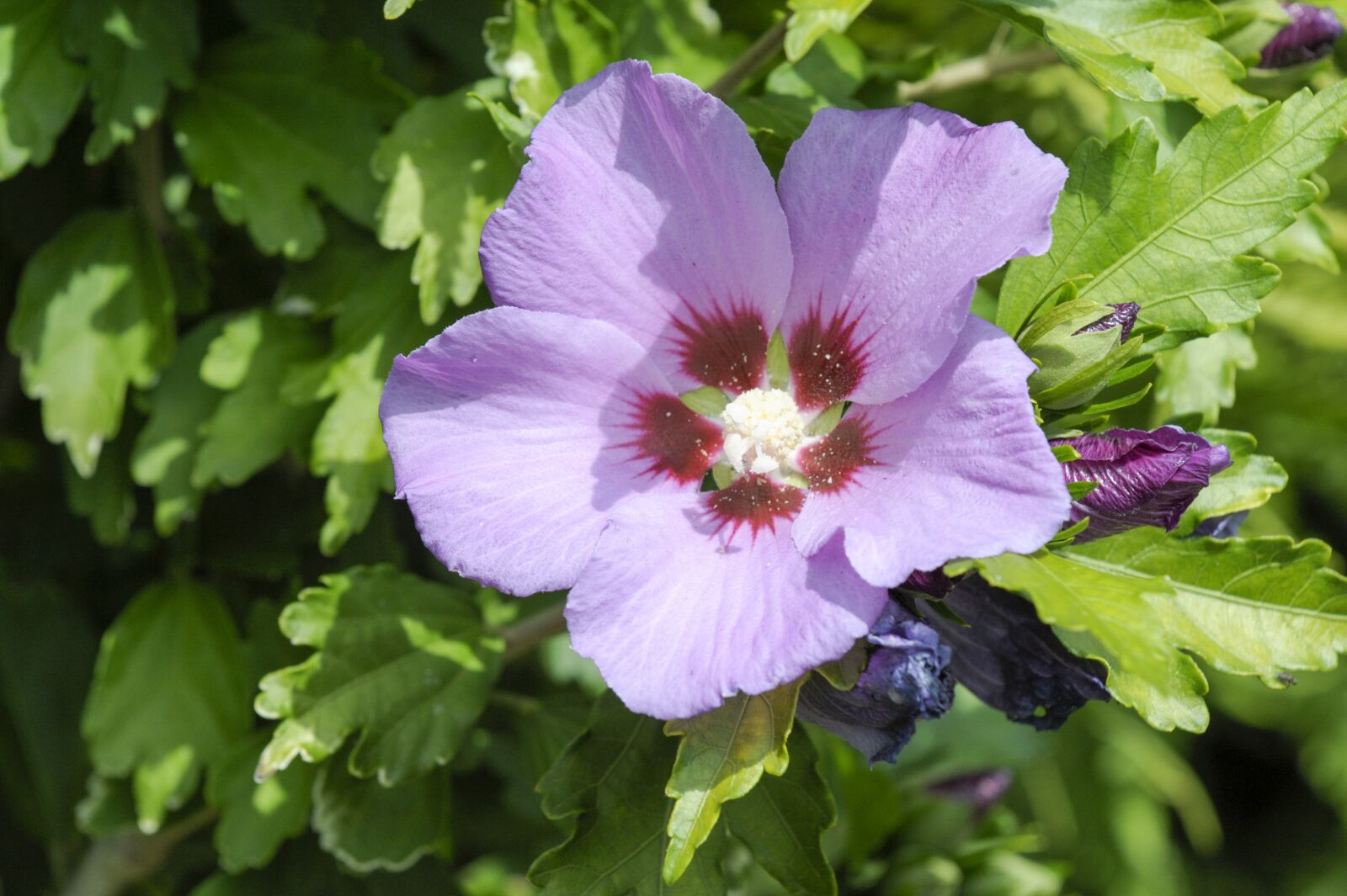 Nikon D3 sample photo. Hibiscus, blossom, bloom photography