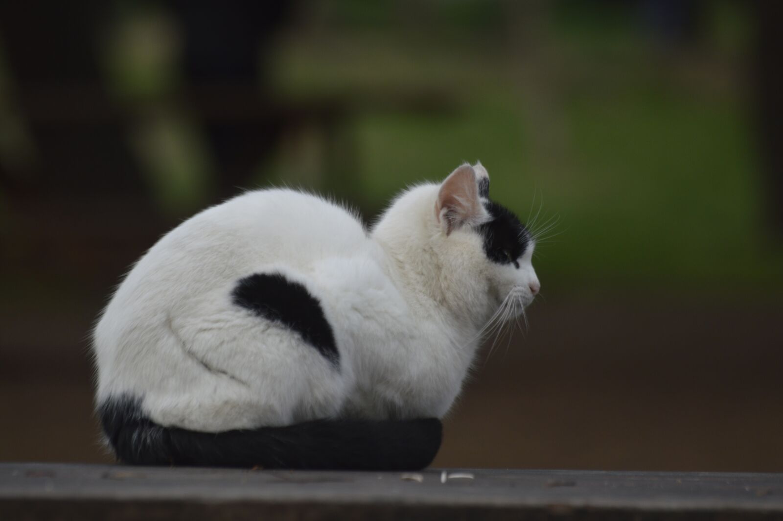 Nikon D3200 sample photo. Cat, black and white photography