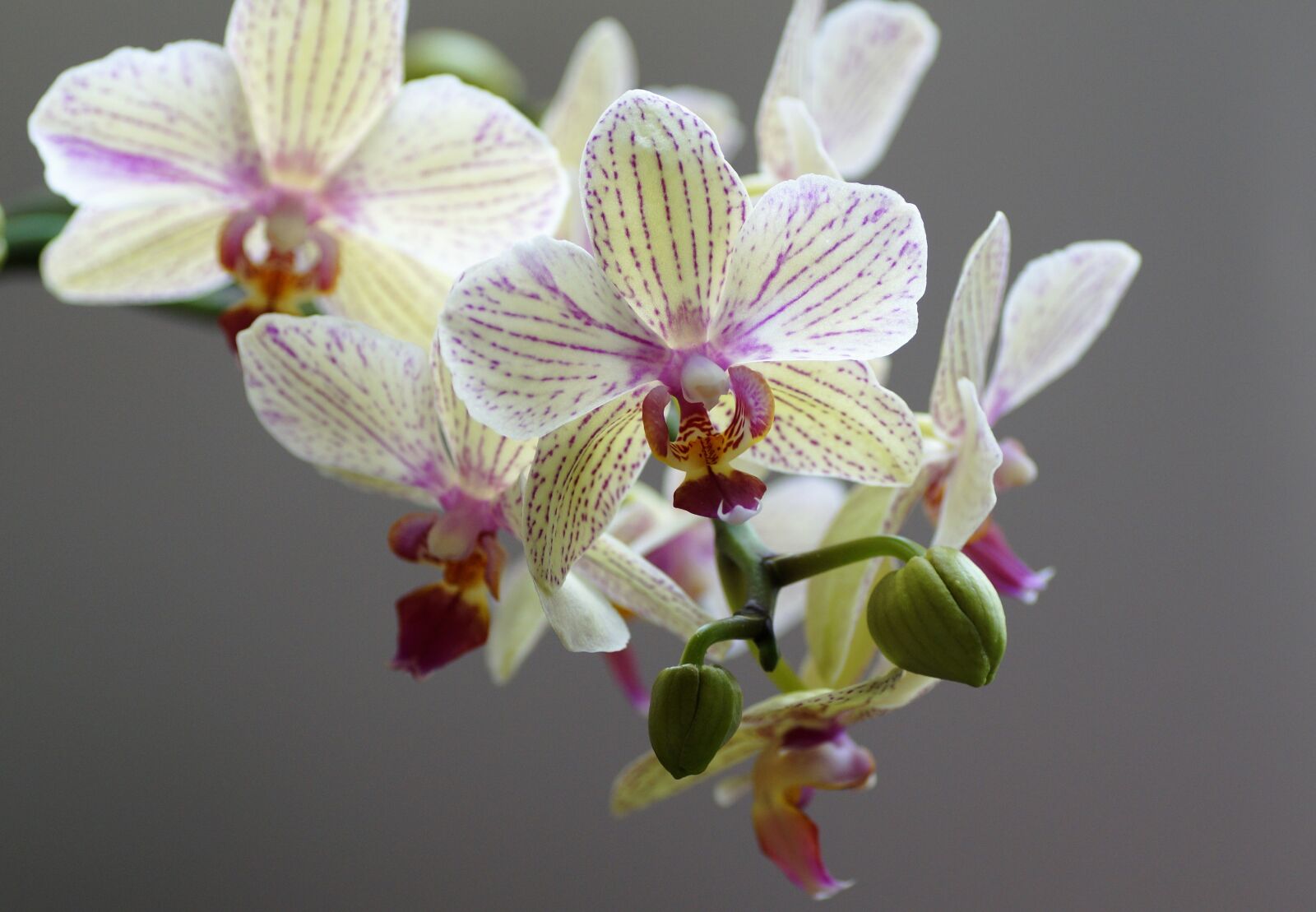 Sony SLT-A58 sample photo. Orchidea, exotic flower, flower photography
