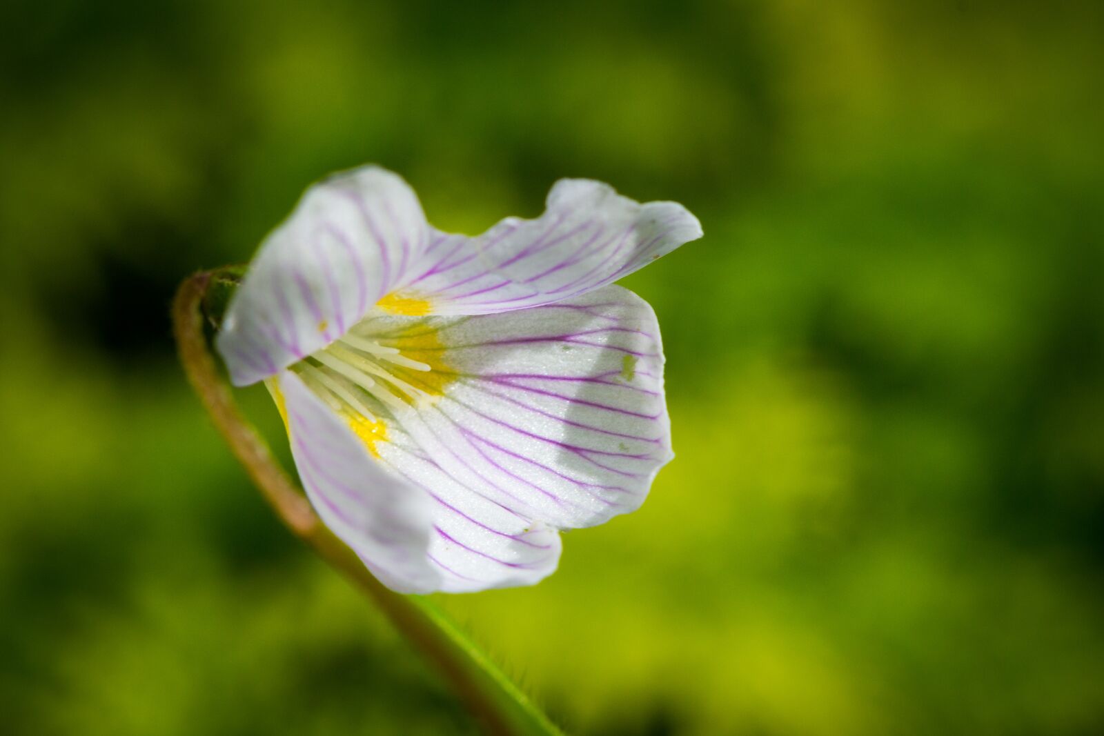 Canon EF 100mm F2.8L Macro IS USM sample photo. Flower, blossom, bloom photography