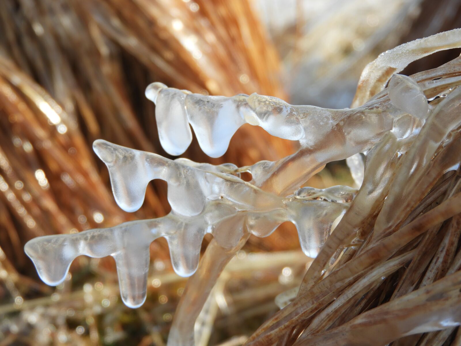 Nikon Coolpix B700 sample photo. Freezing rain, grass, straw photography