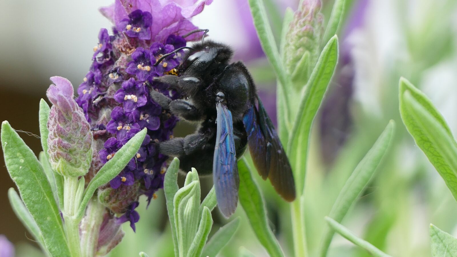 Panasonic Lumix DMC-FZ1000 sample photo. Lavender, carpenter bee, nature photography