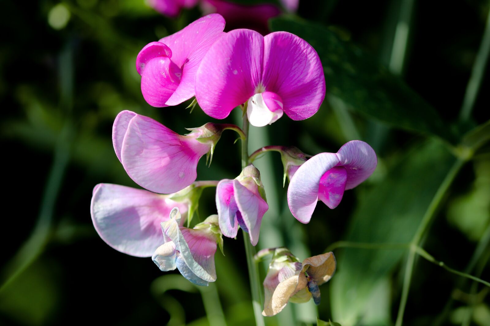 Canon EOS 200D (EOS Rebel SL2 / EOS Kiss X9) sample photo. Lathyrus latifolius, pea, blossom photography