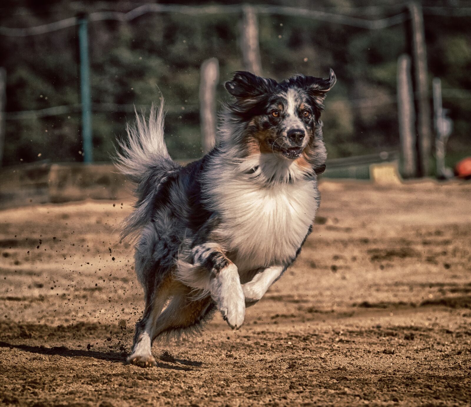 Canon EOS 80D sample photo. Dog, dog racing, greyhounds photography