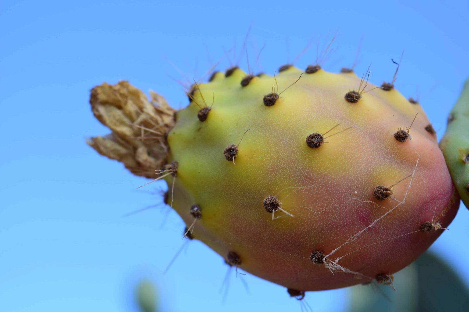 Nikon D3300 sample photo. Flora, nature, cactus, desert photography