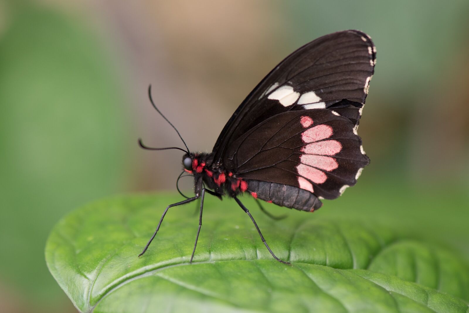 Nikon D750 sample photo. Butterfly, macro, pose photography