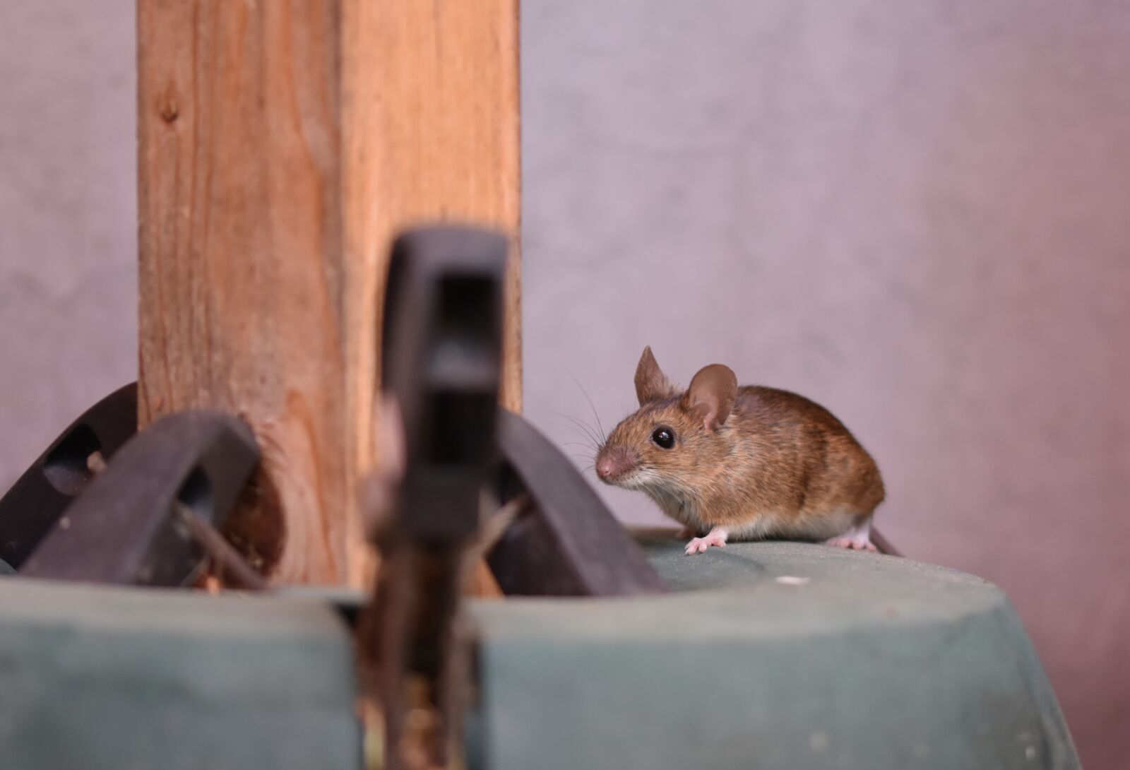 Nikon D7200 sample photo. House mouse, mouse, long photography