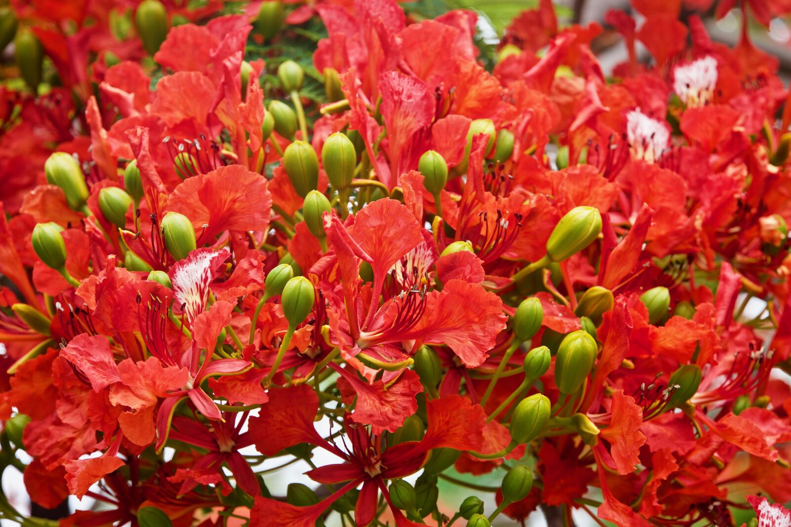 Sony E 18-135mm F3.5-5.6 OSS sample photo. Blooms, blossom, poinciana photography
