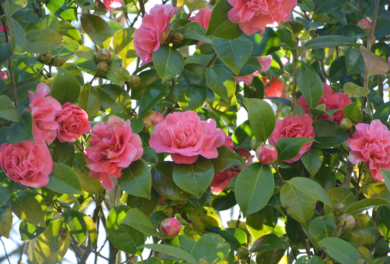 Nikon D5200 sample photo. Camellia pink flower, flower photography