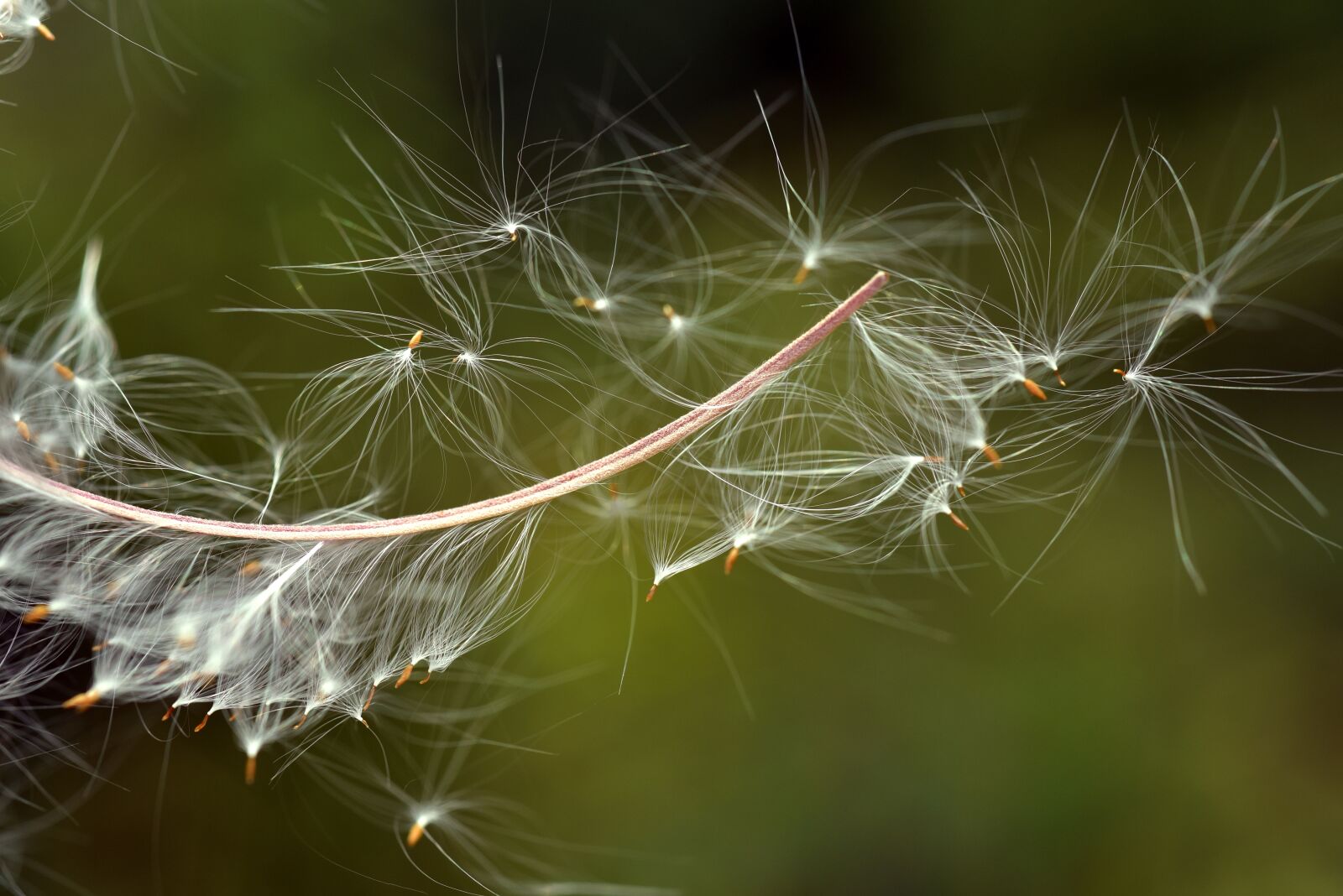 Nikon D750 sample photo. Flying seeds, close up photography