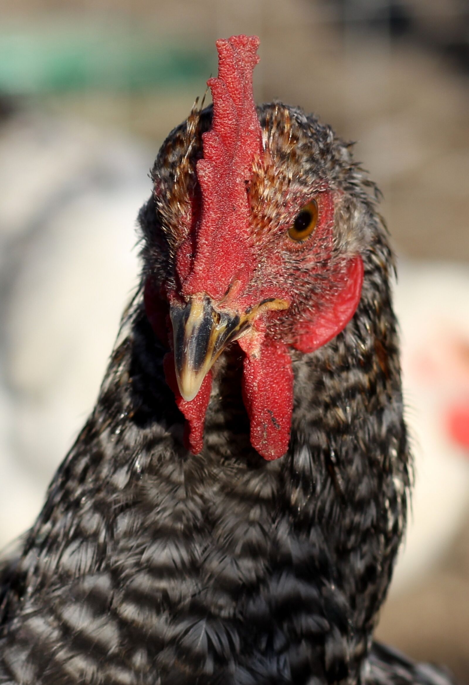 Canon EOS 700D (EOS Rebel T5i / EOS Kiss X7i) + Canon EF 85mm F1.8 USM sample photo. Gaina, portrait, birds photography