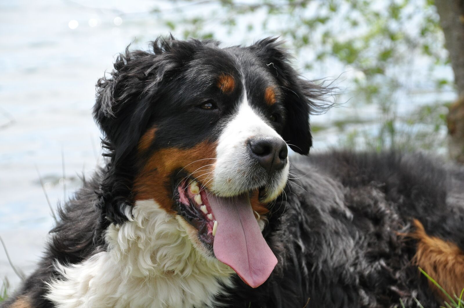 Nikon D90 sample photo. Dog, domestic animal, animal photography