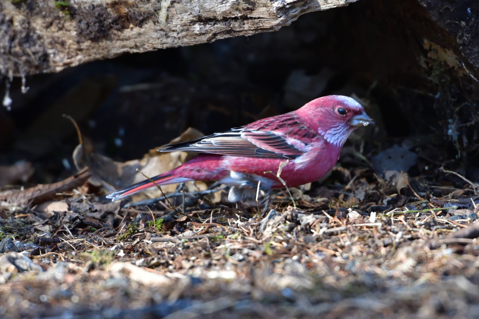 Nikon D500 sample photo. Natural, outdoors, wild animals photography