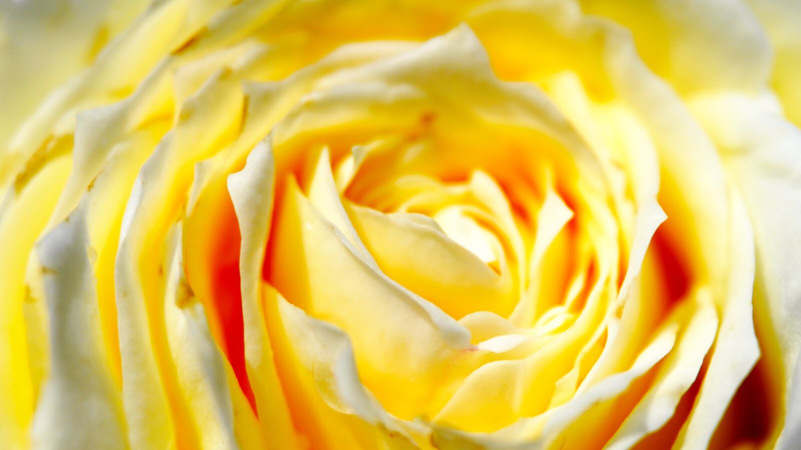 Sony a6400 sample photo. Rose, yellow, flower photography