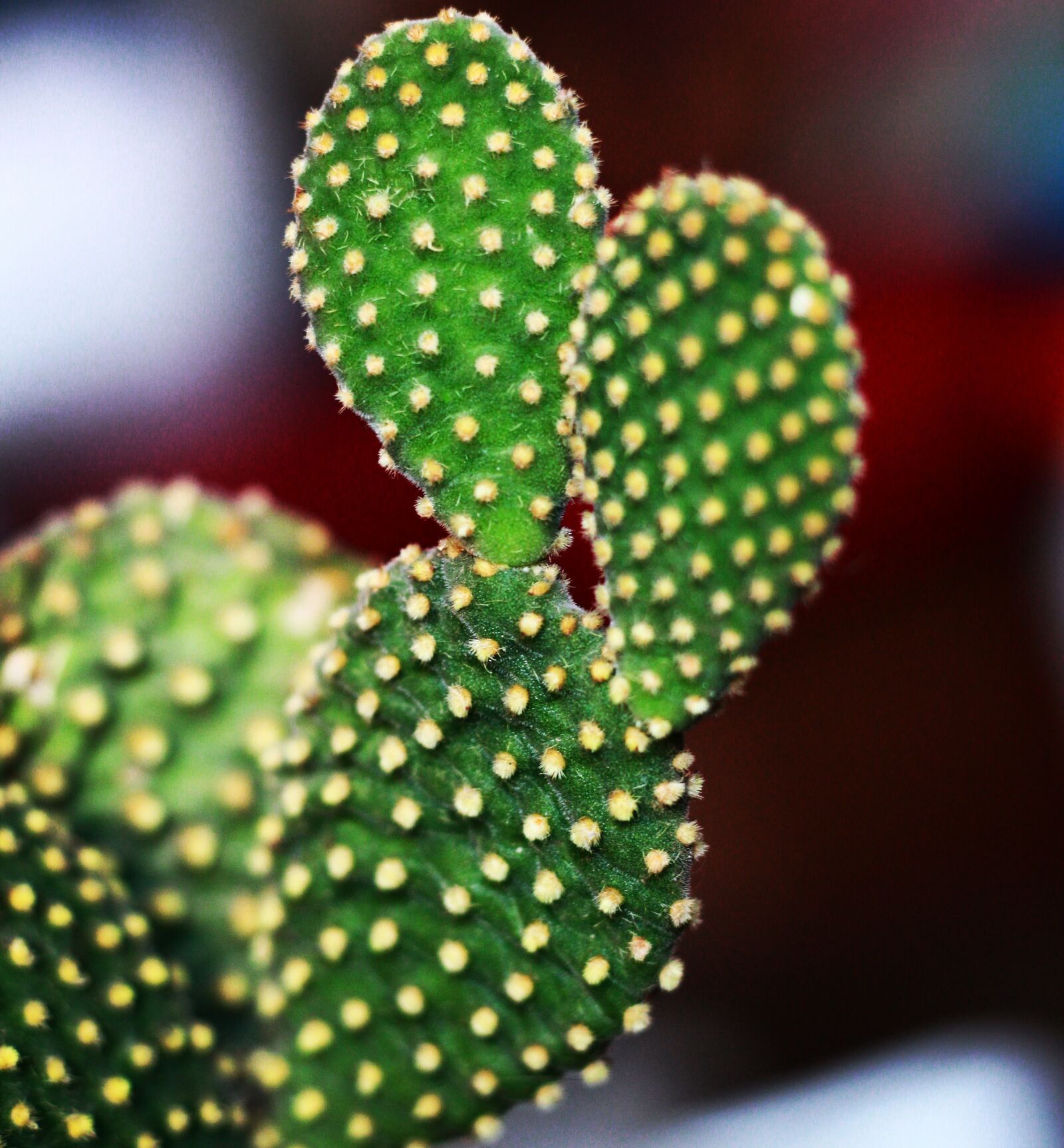 Canon EOS 550D (EOS Rebel T2i / EOS Kiss X4) sample photo. Cactus, nature, green photography