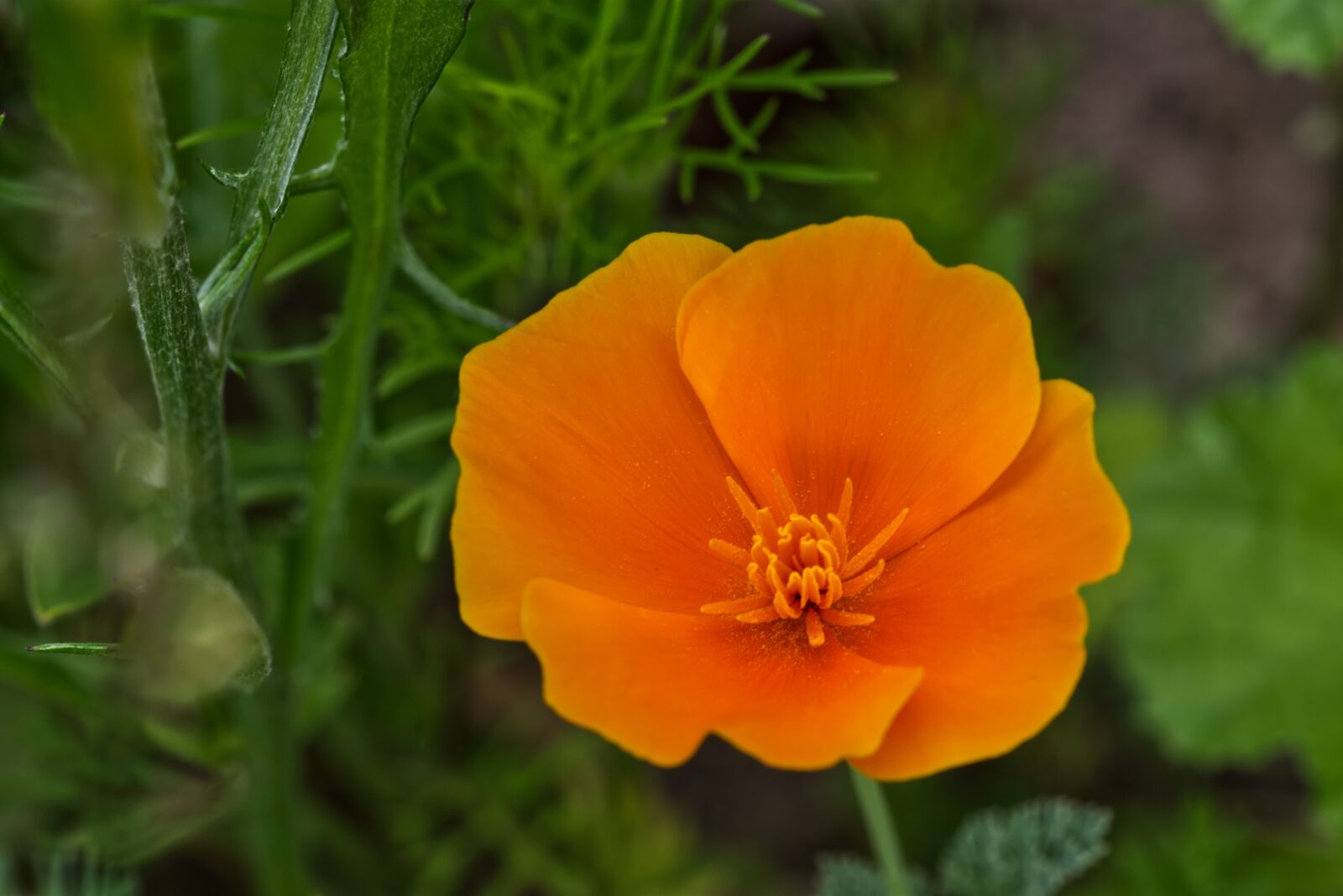 Nikon D5500 sample photo. Flower, blossom, bloom photography
