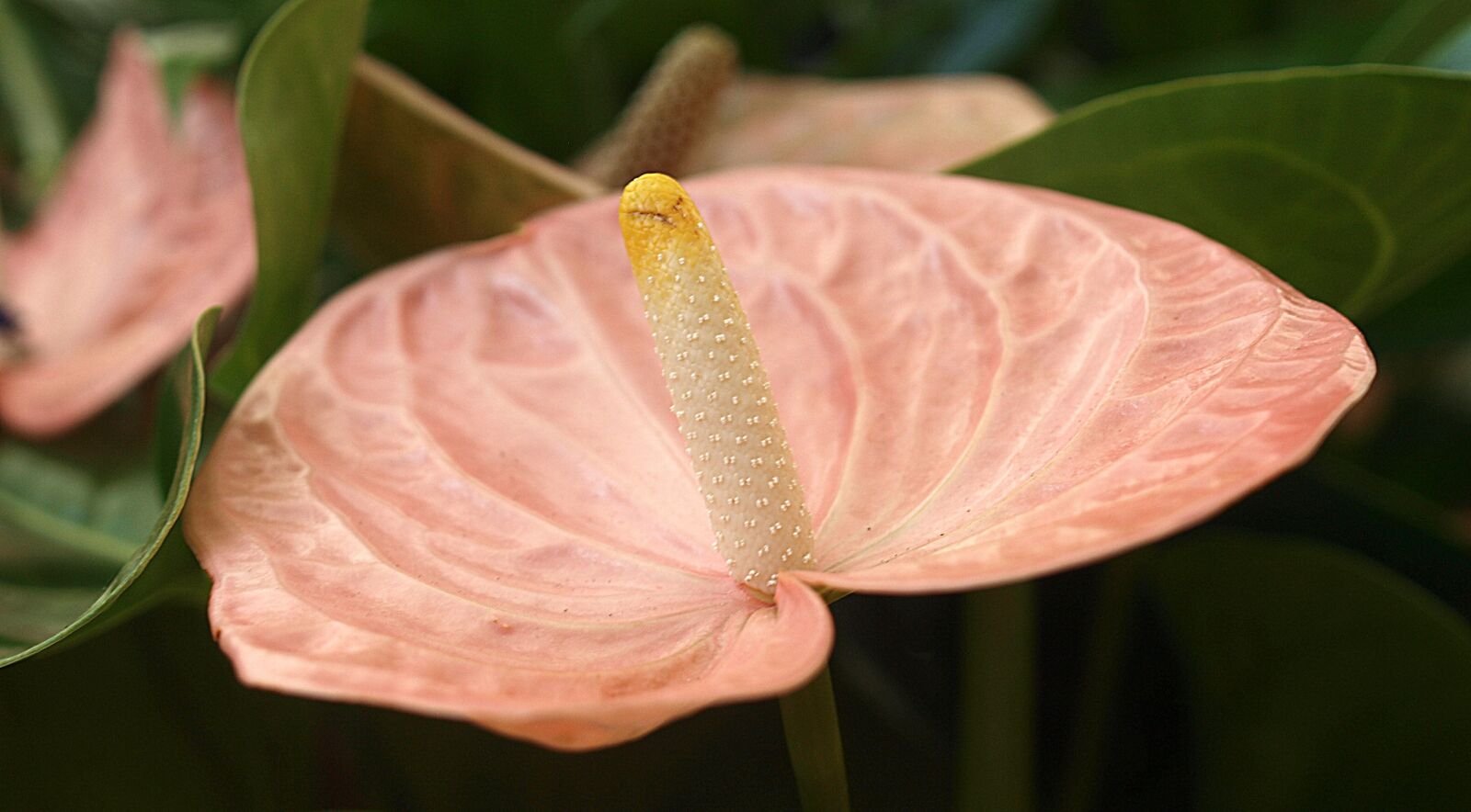 Olympus E-520 (EVOLT E-520) sample photo. Leaf, nature, flower photography