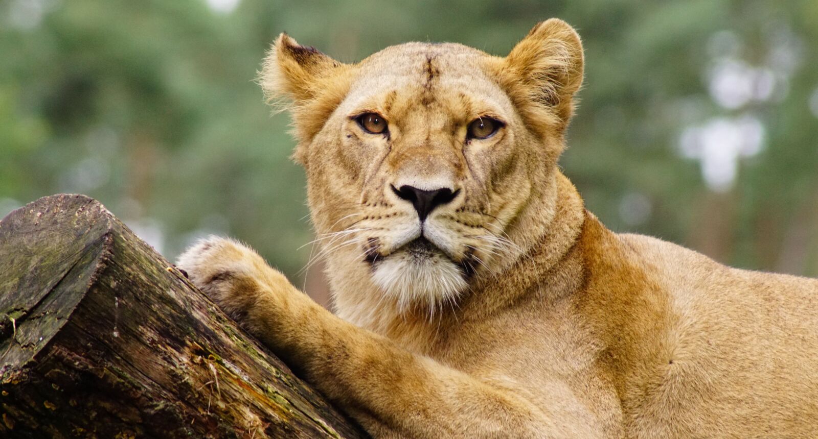 Sony ILCA-77M2 sample photo. Lion, lioness, cat photography