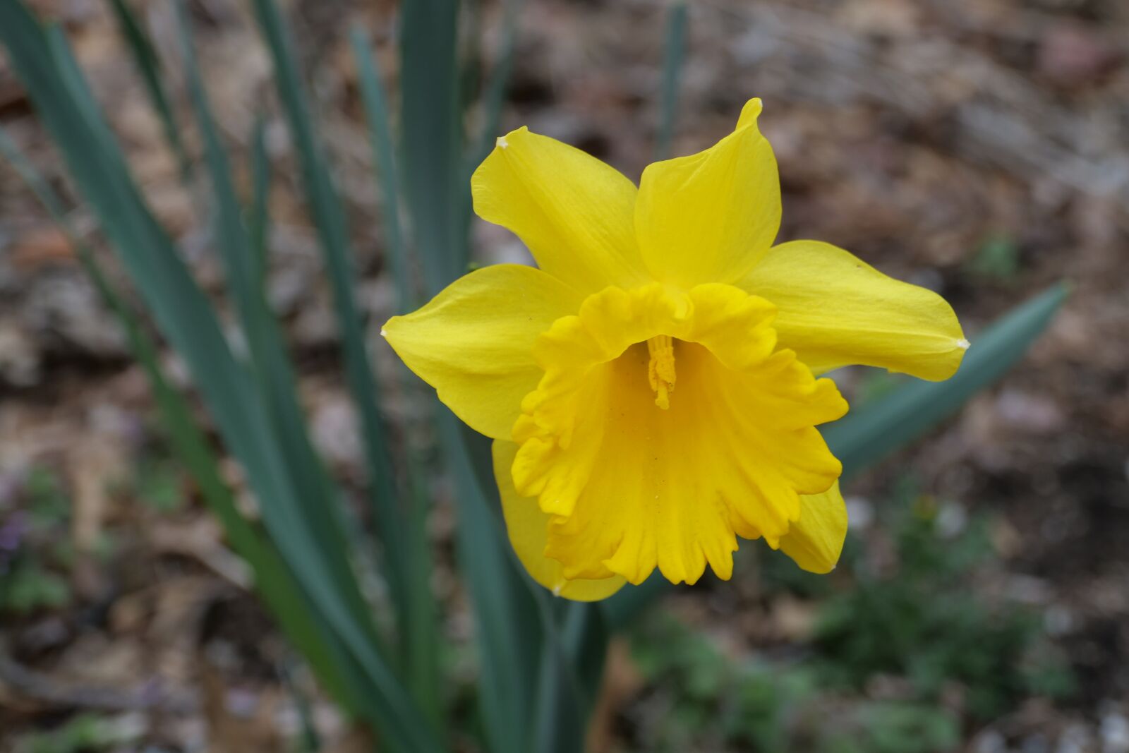 Panasonic Lumix DC-G9 sample photo. Daffodil, yellow, spring photography